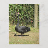 Black Swan Briefkaart (Voorkant)