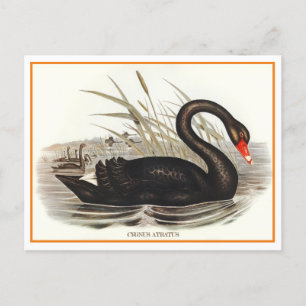 Black Swan Briefkaart