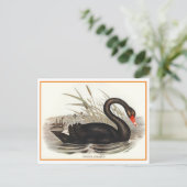 Black Swan  Briefkaart (Staand voorkant)