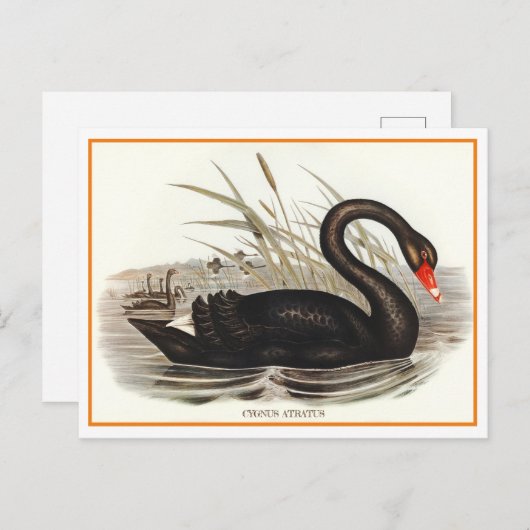 Black Swan Briefkaart (Voorkant / Achterkant)