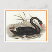 Black Swan  Briefkaart (Voorkant)