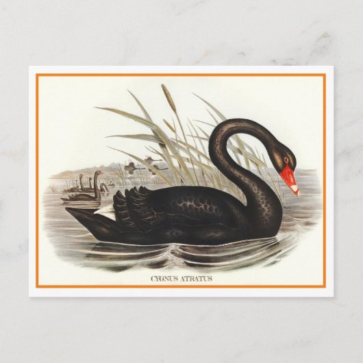 Black Swan  Briefkaart (Voorkant)
