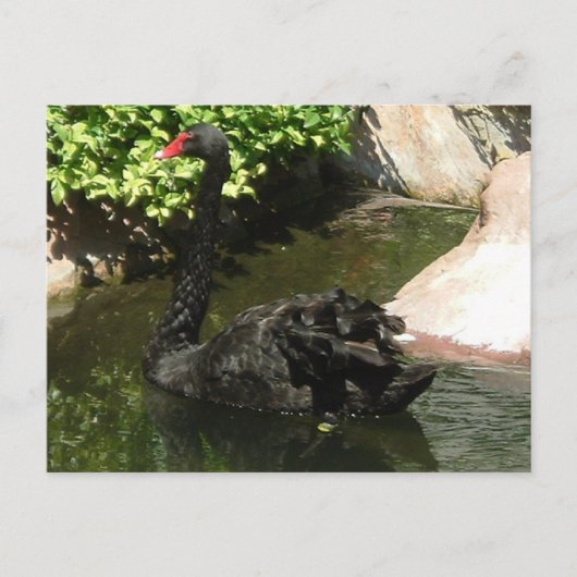 Black Swan Briefkaart (Voorkant)