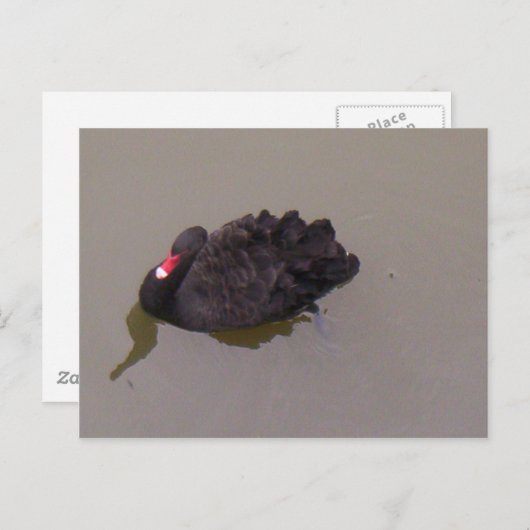 Black Swan Briefkaart (Voorkant / Achterkant)