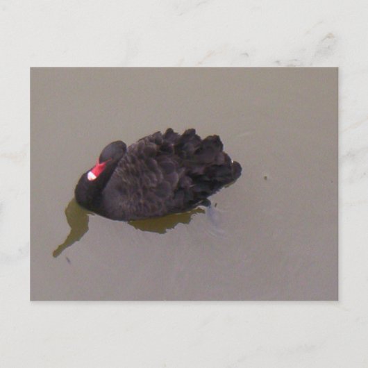 Black Swan Briefkaart (Voorkant)