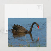Black Swan Briefkaart (Voorkant / Achterkant)
