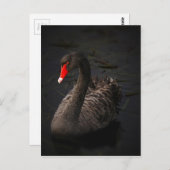 Black Swan Briefkaart (Voorkant / Achterkant)