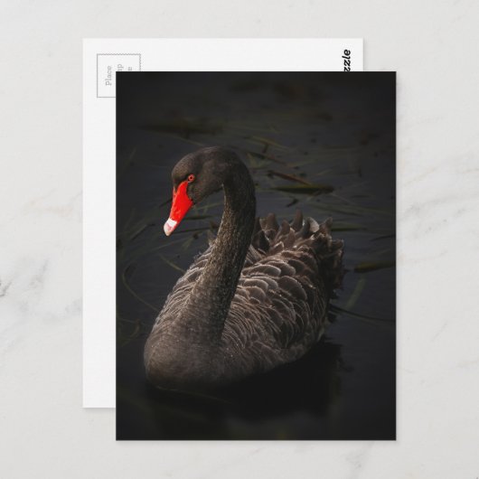 Black Swan Briefkaart (Voorkant / Achterkant)