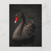Black Swan Briefkaart (Voorkant)