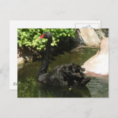 Black Swan Briefkaart (Voorkant / Achterkant)