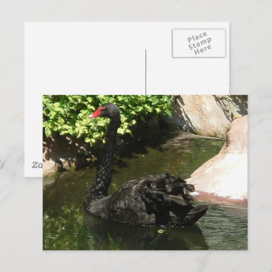 Black Swan Briefkaart (Voorkant / Achterkant)