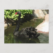 Black Swan Briefkaart (Voorkant)