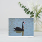 Black Swan Briefkaart (Staand voorkant)