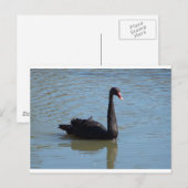 Black Swan Briefkaart (Voorkant / Achterkant)
