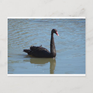 Black Swan Briefkaart