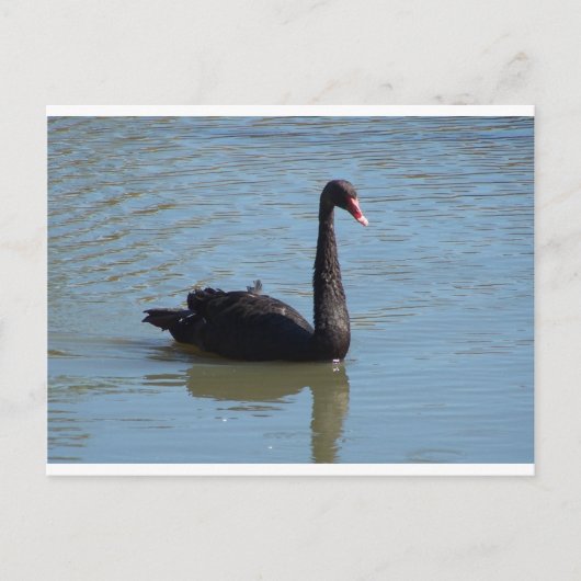 Black Swan Briefkaart (Voorkant)