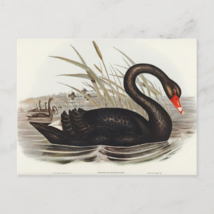 Black Swan door Elizabeth Gould Briefkaart