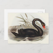 Black Swan door Elizabeth Gould Briefkaart (Voorkant / Achterkant)