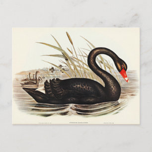 Black Swan door Elizabeth Gould Briefkaart