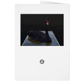 Black Swan druplets in Pond, Birthday Kaart (Achterkant)