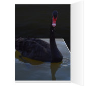 Black Swan druplets in Pond, Birthday Kaart (Binnen (Links))