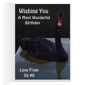 Black Swan druplets in Pond, Birthday Kaart (Binnen (Rechts))