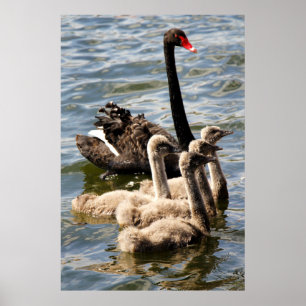 Black Swan en Cygnets Poster