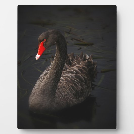 Black Swan Fotoplaat (Voorkant)