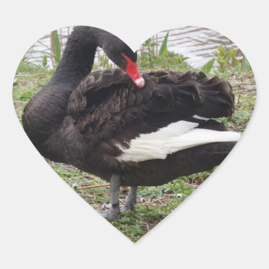 Black Swan Heart Sticker (Voorkant)