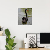 Black Swan in Tranquil Pond Poster (Thuiskantoor)