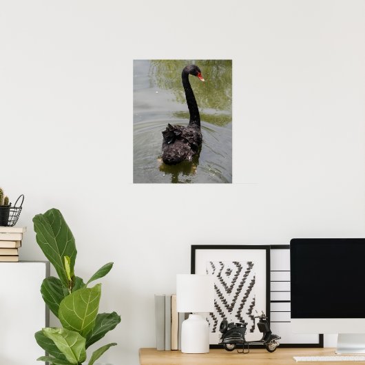 Black Swan in Tranquil Pond Poster (Thuiskantoor)