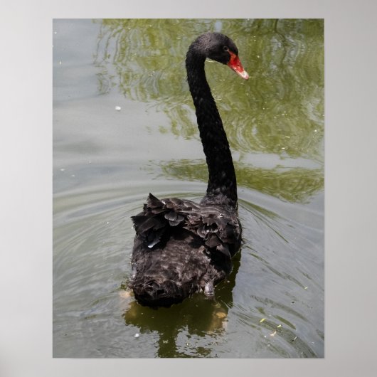 Black Swan in Tranquil Pond Poster (Voorkant)