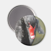 Black Swan Magneet (Voorkant / Achterkant)