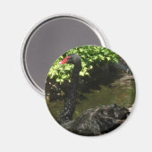 Black Swan Magneet (Voorkant / Achterkant)