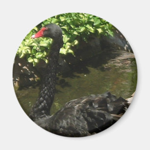 Black Swan Magneet