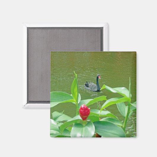 Black Swan Magnet (Voorkant / Achterkant)