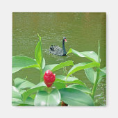 Black Swan Magnet (Voorkant)