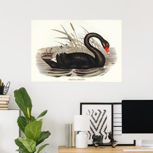 Black Swan Poster (Thuiskantoor)