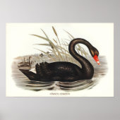 Black Swan  Poster (Voorkant)