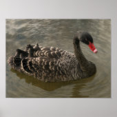 Black Swan Poster (Voorkant)