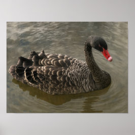Black Swan Poster