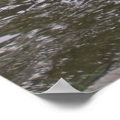 Black Swan Poster (Hoek)