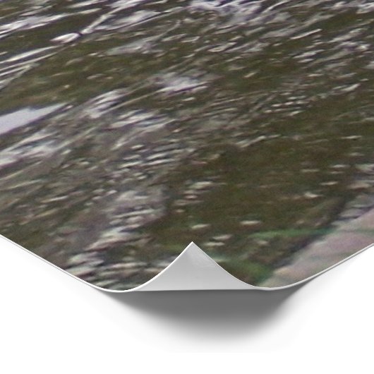 Black Swan Poster (Hoek)