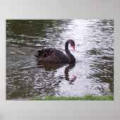 Black Swan Poster (Voorkant)