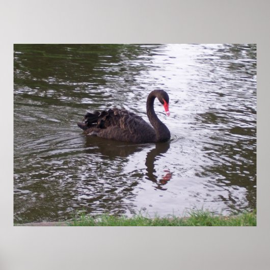 Black Swan Poster (Voorkant)