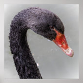 Black Swan Poster (Voorkant)