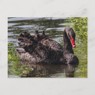 Black Swan, Roath Park Lake, Cardiff, Wales. Briefkaart