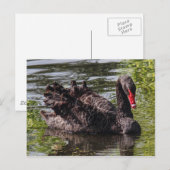 Black Swan, Roath Park Lake, Cardiff, Wales. Briefkaart (Voorkant / Achterkant)