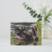 Black Swan, Roath Park Lake, Cardiff, Wales. Briefkaart (Staand voorkant)