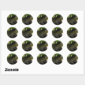 Black Swan Ronde Sticker (Vel)